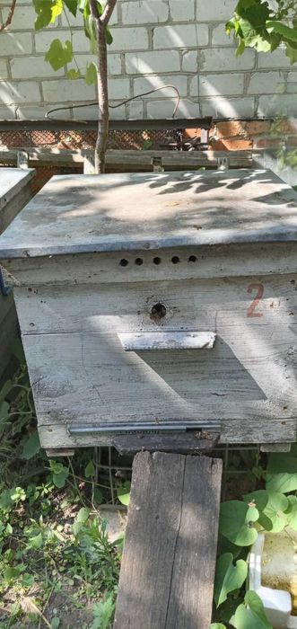 Продам шість вуликів