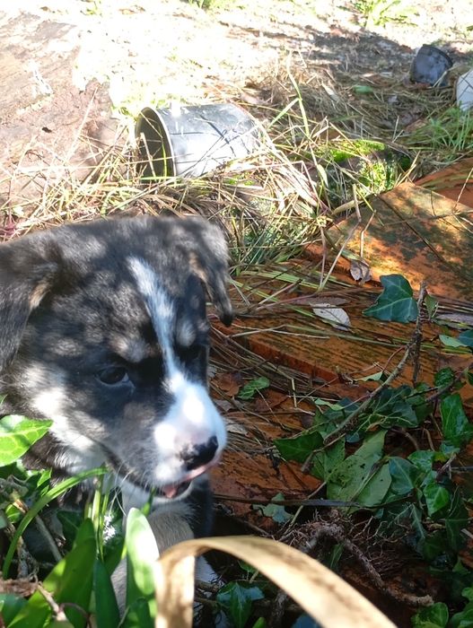 Cria de husky não puro para doar.