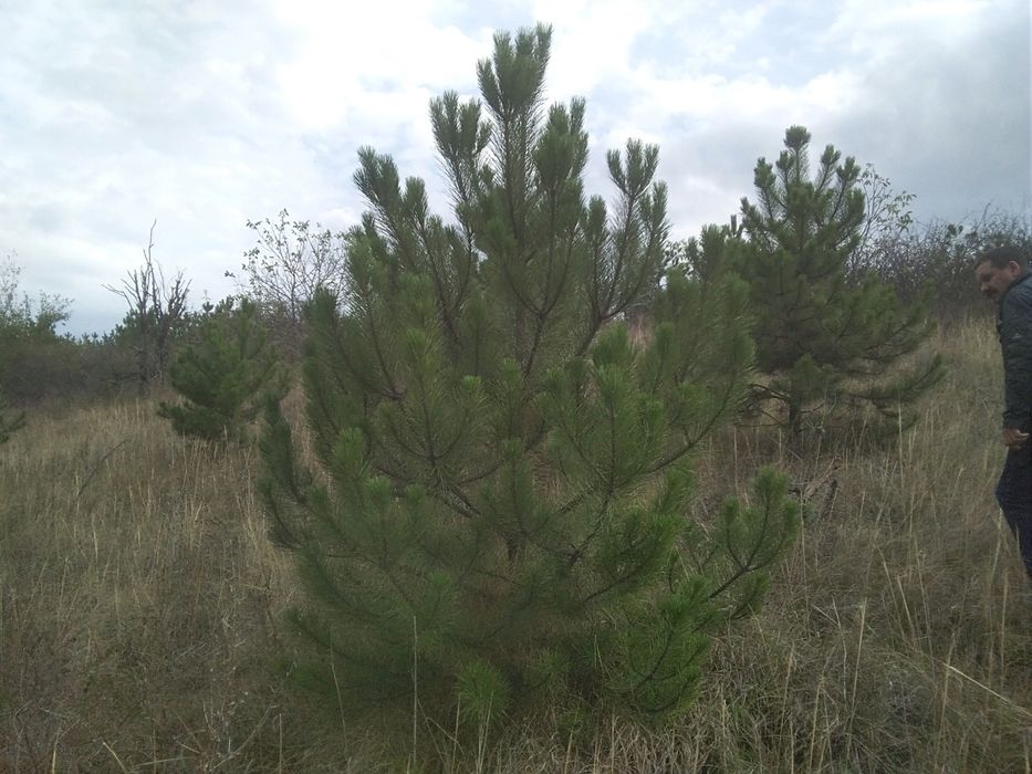 Продам крымскую сосну высотой от 2,5м до 5-ти м.