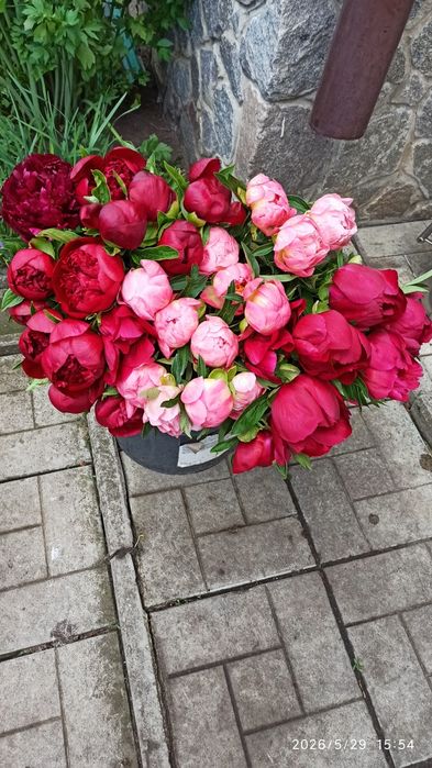 Пионы сортовые на срез. Букеты.