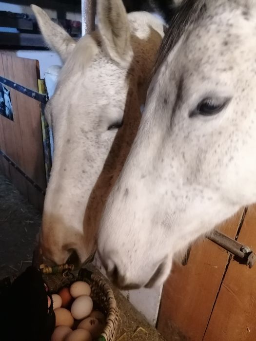 Sprzedaż swojskich jaj