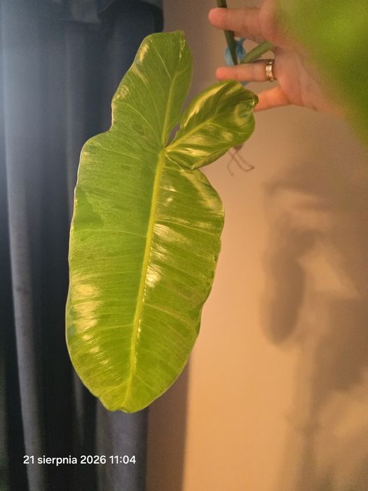 Ogromny szczyt philodendron paraiso verde  variegata