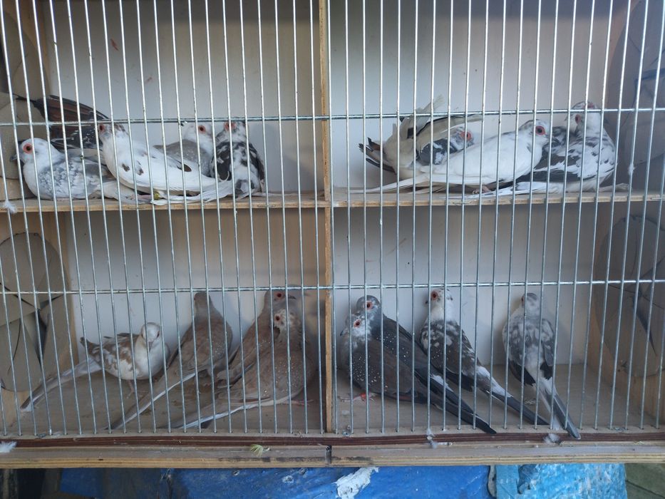 Sprzedam golabki diamentowe