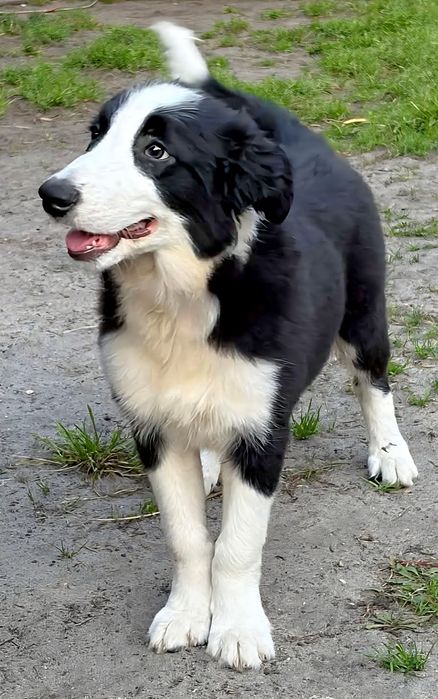 Piesek Border Collie