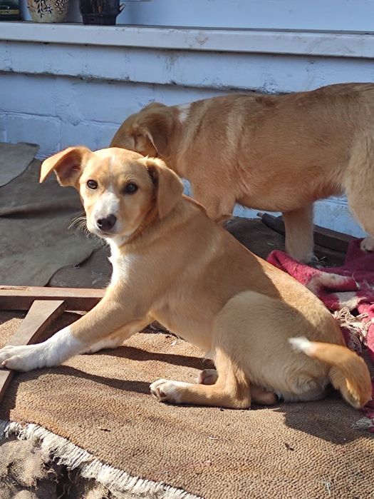 Віддам цуценят в хороші руки