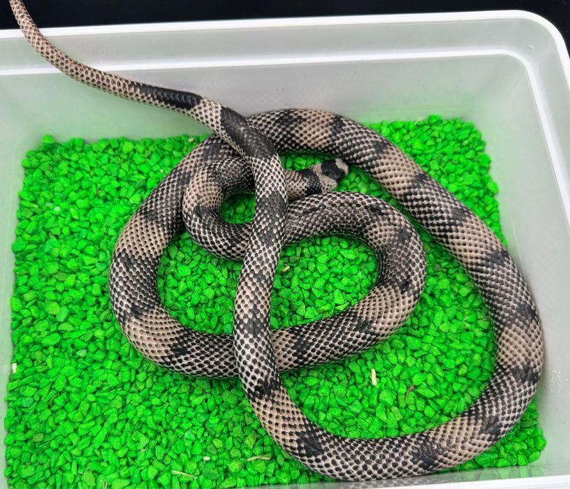Dorosła Para 1.1 Lampropeltis stuarti Anery Aberrant (V.Chadima) – Rarytas!