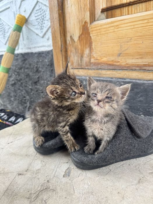 Віддам кошеняток