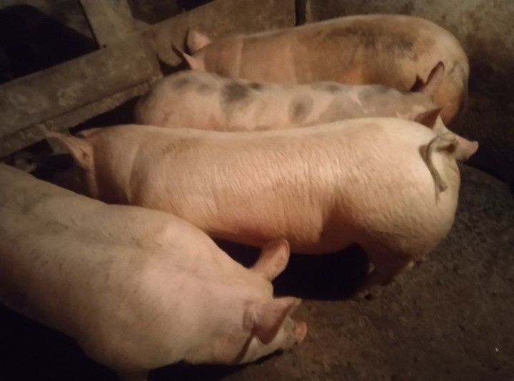 Продам свині живою вагою