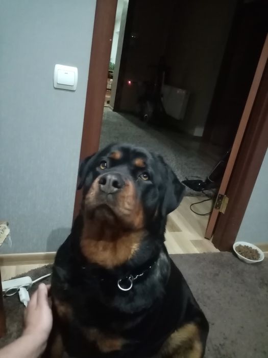 Цуценята ротвейлера