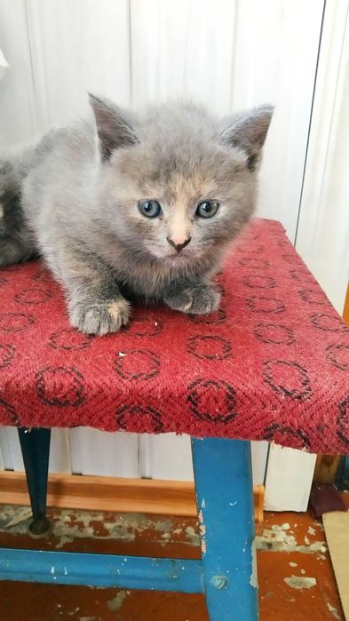 Кошенята аристократи шукають господарів