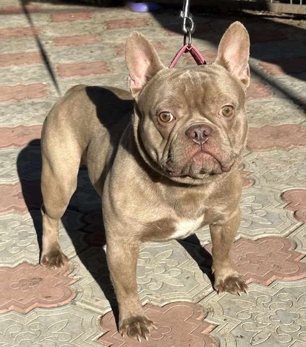 Изобеловый малыш французкого бульдога