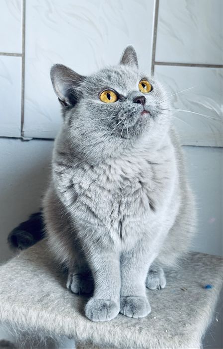 Kotki brytyjskie do adopcji. Rodowod FPL/FIFe
