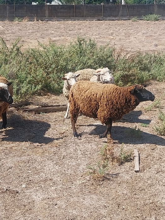 Ovelhas e carneiro e cabras
