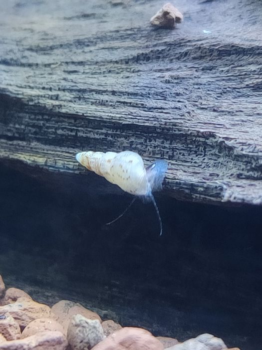 Ślimaki akwariowe świderki