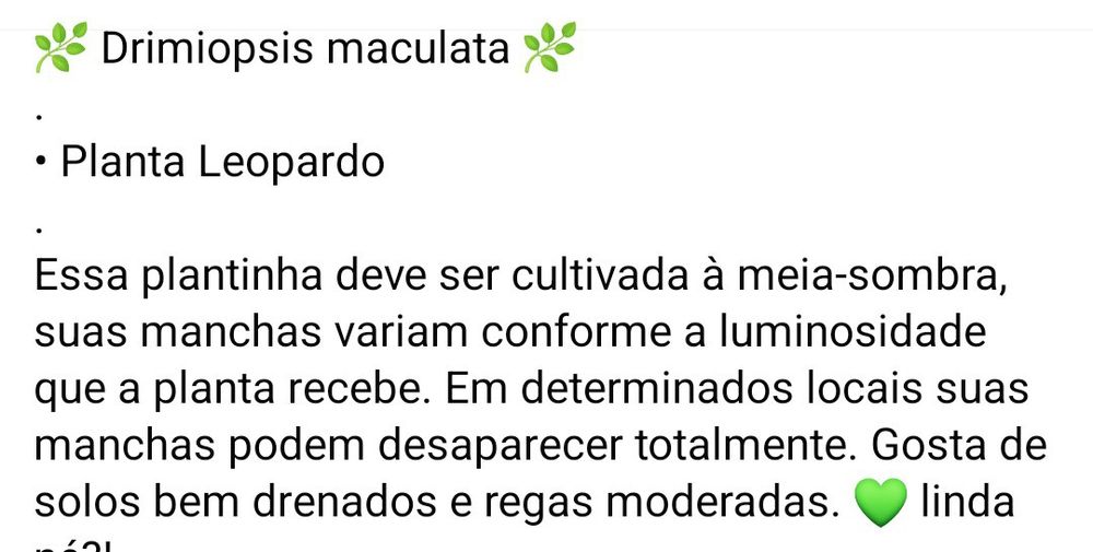 Planta leopardo em vaso de barro