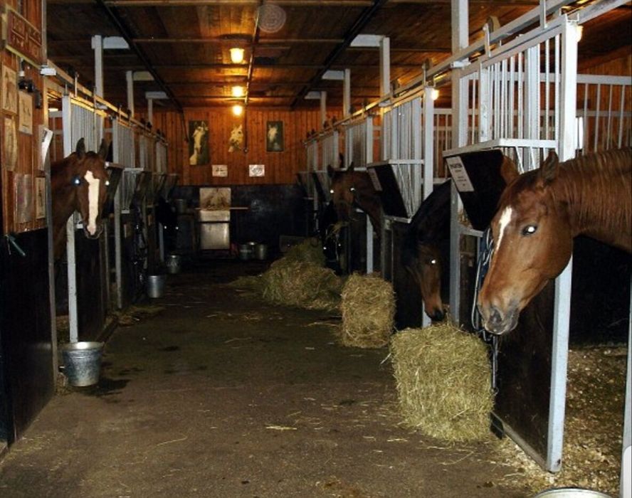 СЕНО для лошадей крс коз овец в тюках мешках дикорастущее сіно.