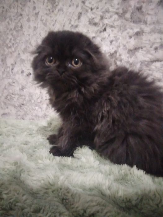 Шотландський красунчик