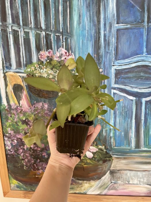 Pallida blue sue