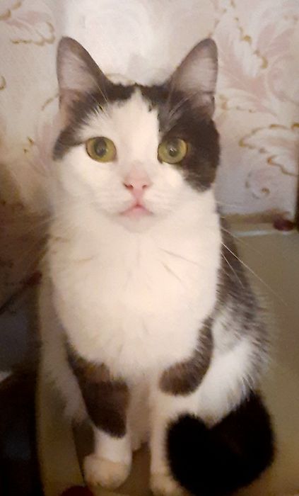 Котята, коты и кошки бесплатно