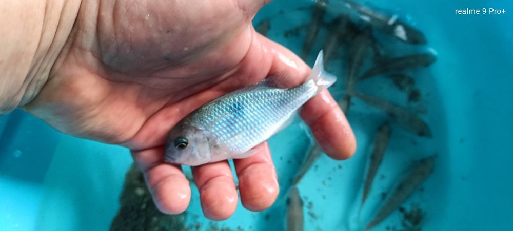 Cyrtocara morii  pyszczak