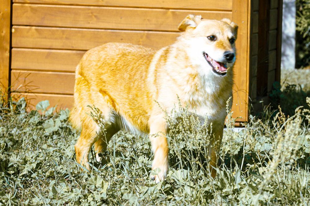 FOKSIK - śliczny, starszy piesek