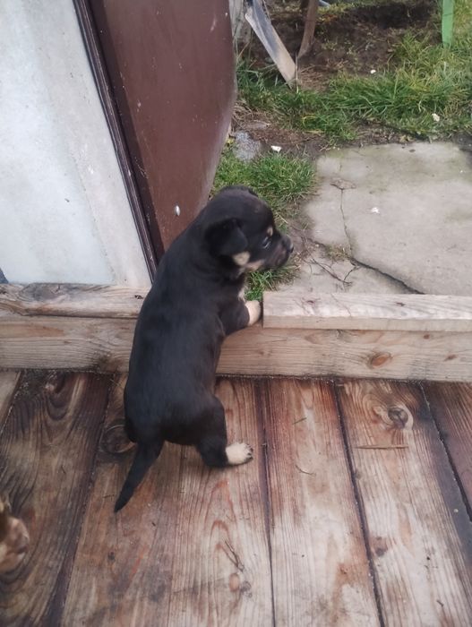 oddam pieski w dobre ręce