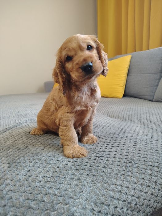 Śliczny piesek Cocker spaniel angielski