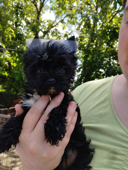 Black yorkshire terrier samczyk