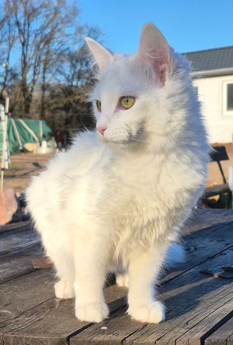 Śnieźnobiały syberyjski koteczek