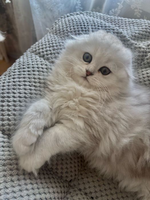 Kot szkocki na kolanka lub do hodowli