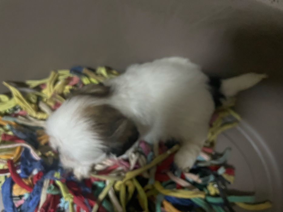 Shi-tzu super top machoexcelente
