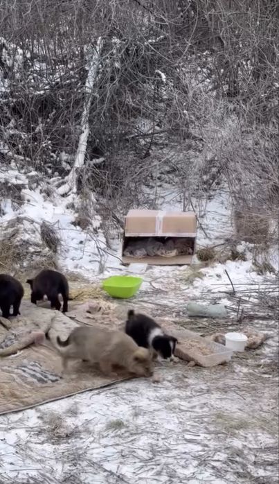Цуценята в добрі руки