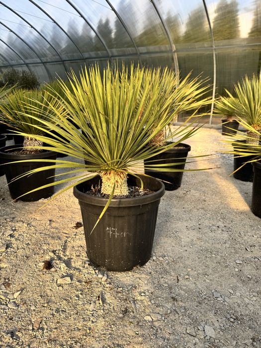 Juka Rostrata Yucca Rostrata 85 cm