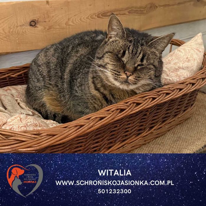 Witalia do adopcji Schronisko Jasionka