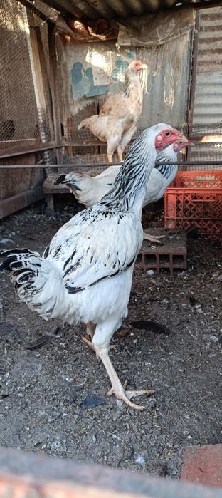 Índio Gigante Galos e Galinhas