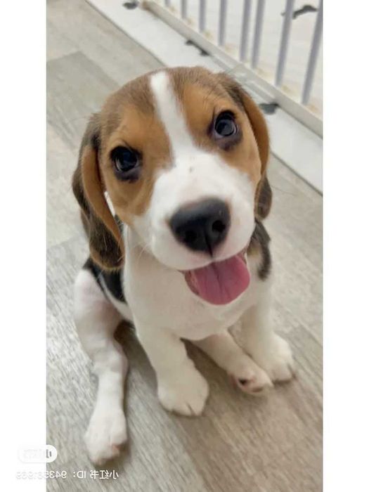 Продаються біглі віком два місяці. Вакциновані