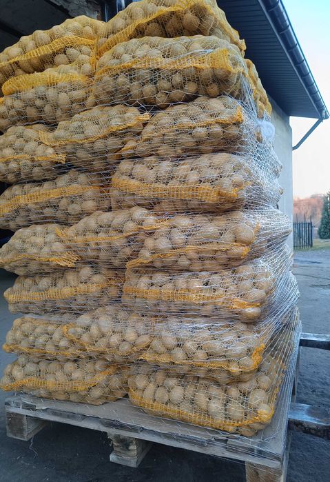 Ziemniaki wielkość sadzeniaka