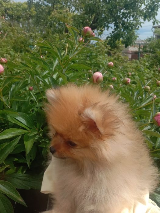 Хлопчики .Померанський шпіц.