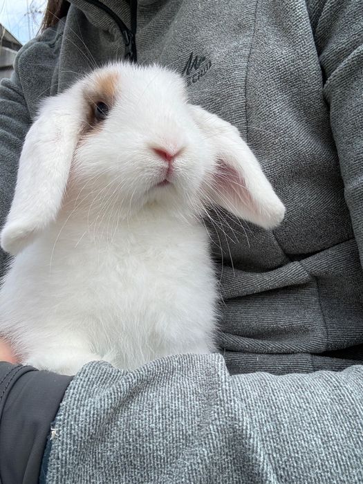 Kit coelho anao mini lop bellier