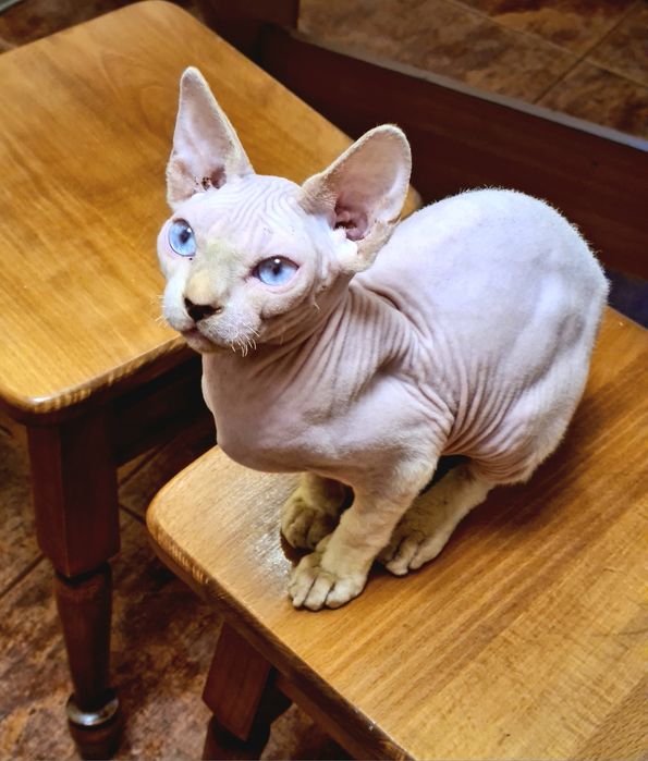 Котик девон-рекс