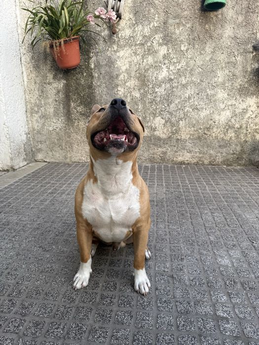 American bully para montas