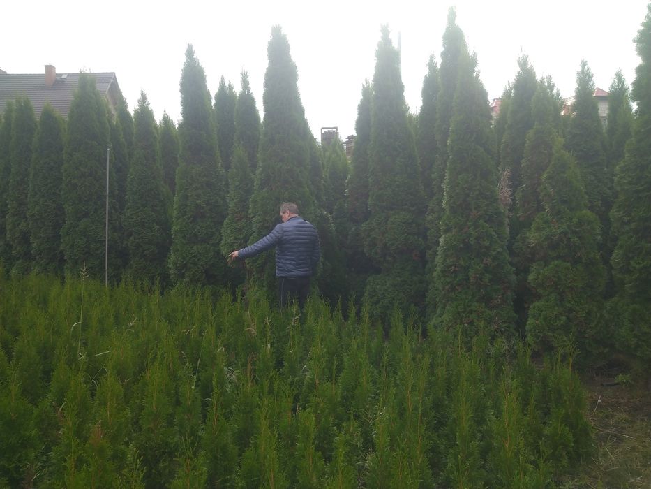 Duże Thuja  Smaragd do 5m. Tuja Szmaragd Producentem Okazjia Promocja