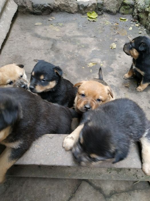 Цуценята двомісячні безкоштовно в добрі руки