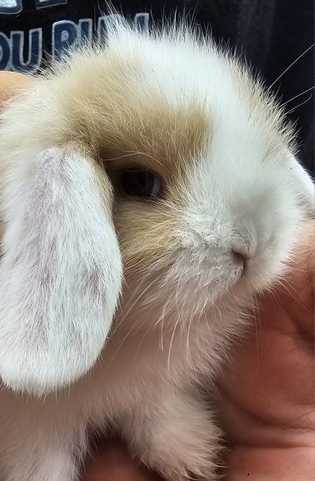 Coelhos anoes varias raças vacinados