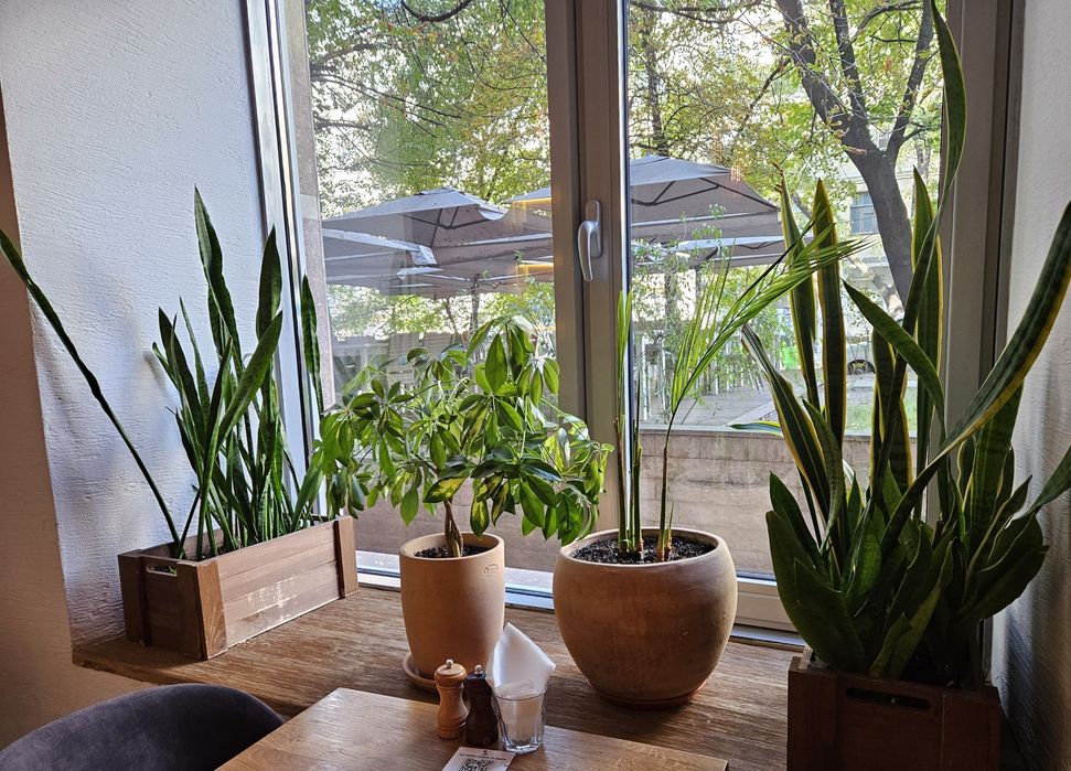 Комплексний догляд за кімнатним озелененням, фітодизайн