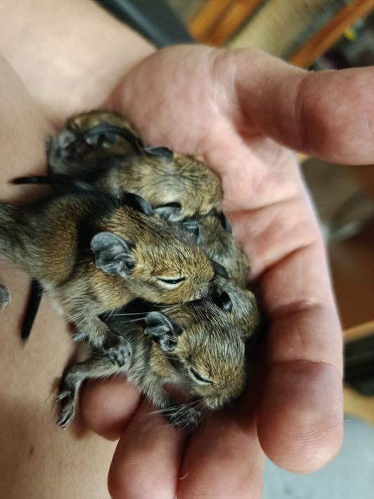 Malutkie Koszatniczki