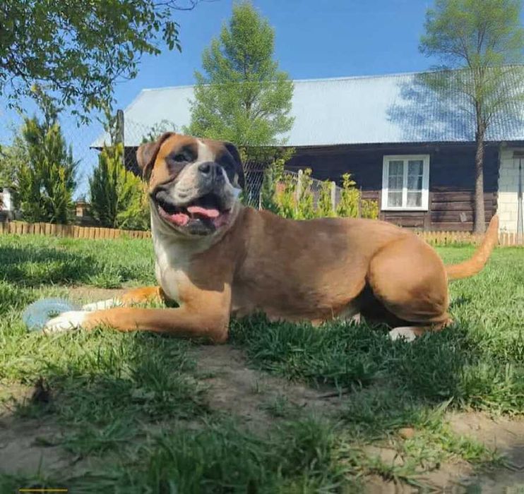 Bokser wspaniałe szczenie