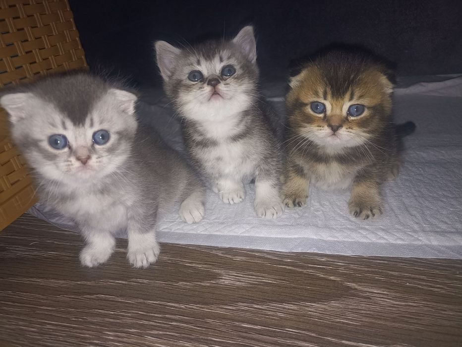 Обери члена сім'ї