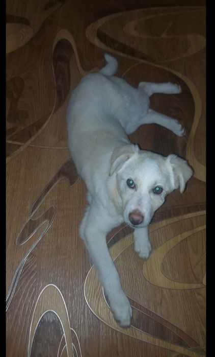 Отдам щенка 6 месяца белый средний крупный