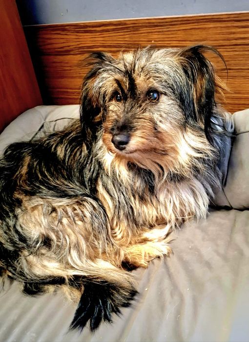 Fruzia 2 lata, 9 kg,  włos, adopcja